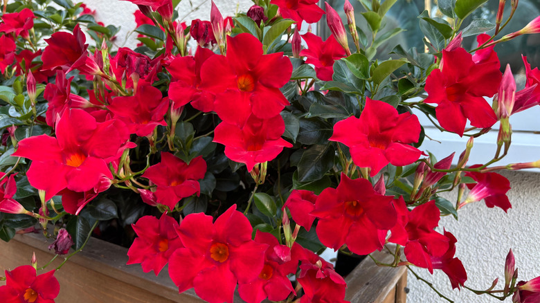 bright red mandevilla flowers in box