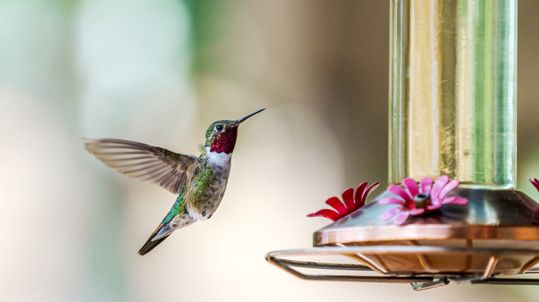 hummingbird hovering beside red flowers on feeder