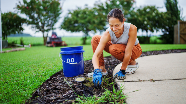 Woman removing weeds from a landscaped area by hand