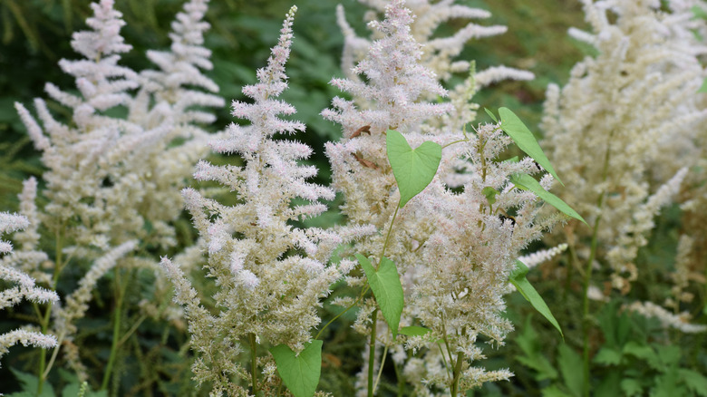 white astilbe flowers with green leaves
