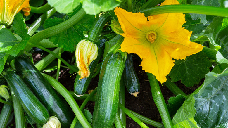 zucchini plant with flowers and fruit