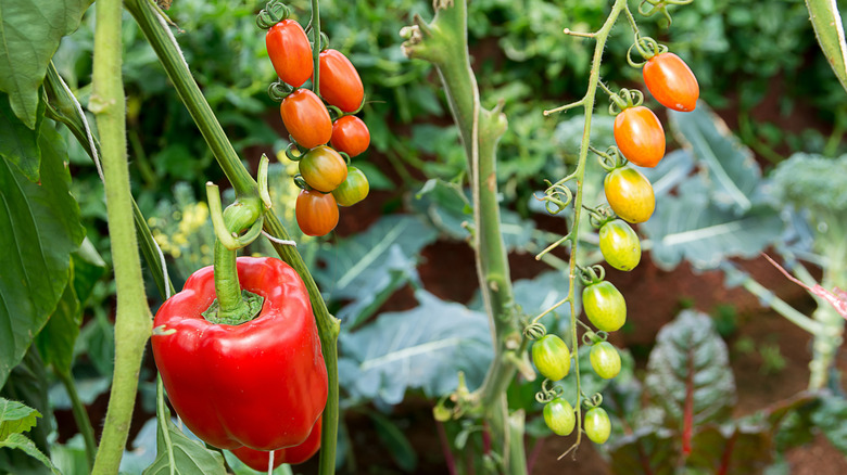 a bell pepper and cherry tomato plants