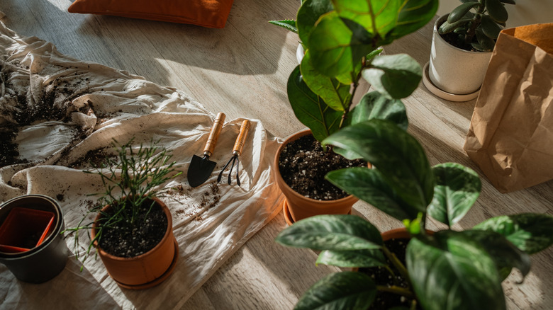 A canvas cloth being used to collect dirt while transplanting potted house plants.