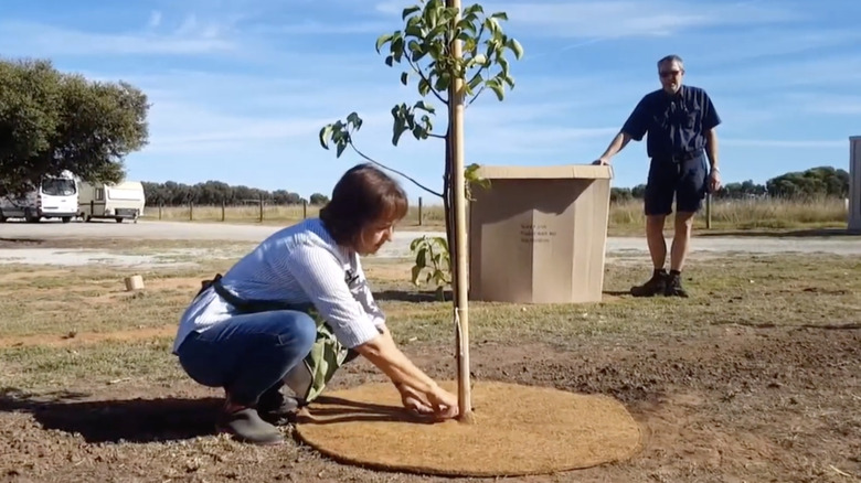 Woman placing mulch mat around small tree