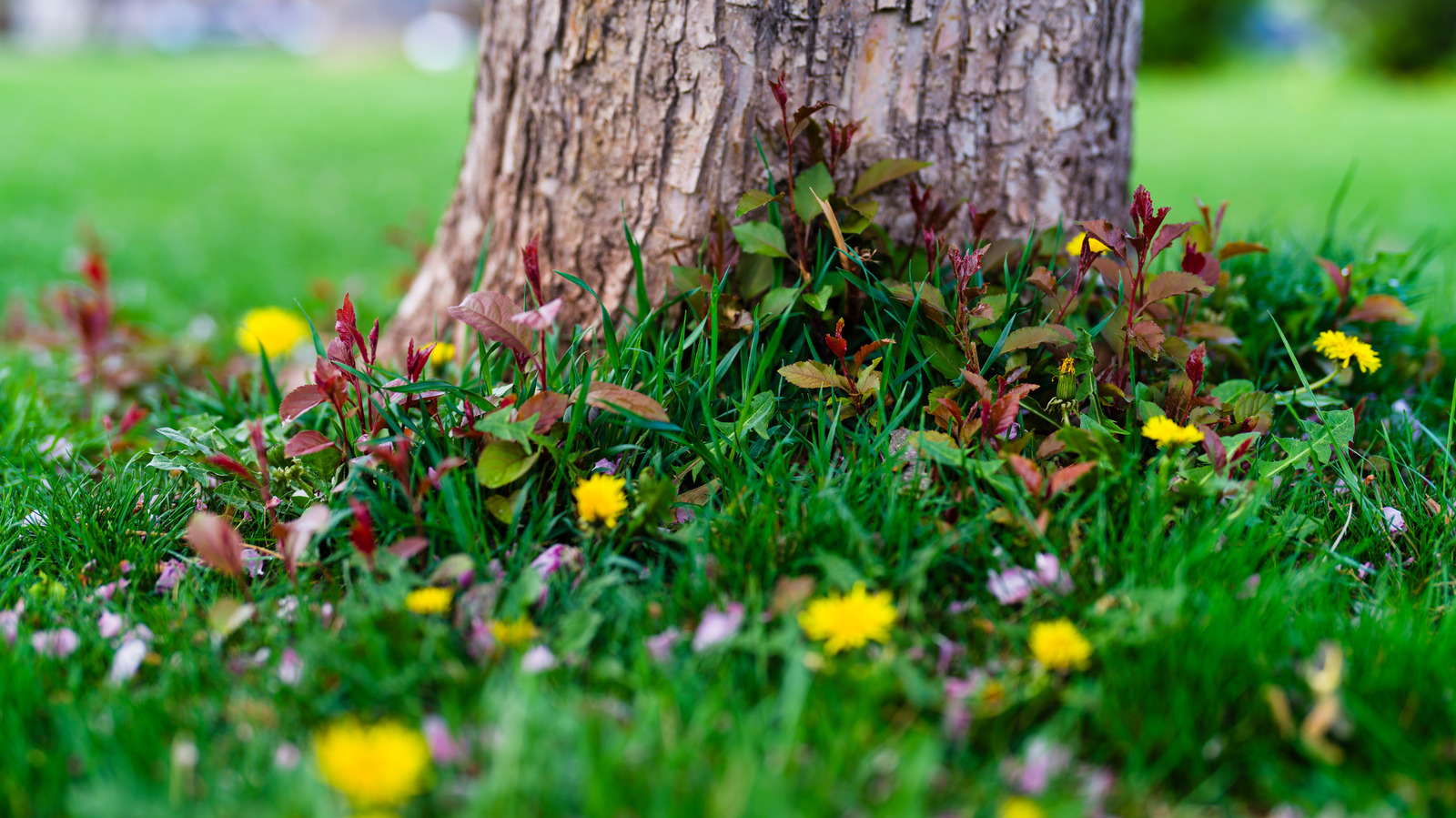 Not Traditional Mulch: The Smart Alternative That Stops Weeds From ...