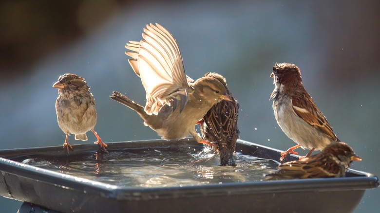 Small birds splashing in clean birdbath water