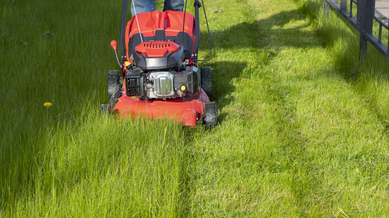 A lawn mower cuts stripes into thick grass