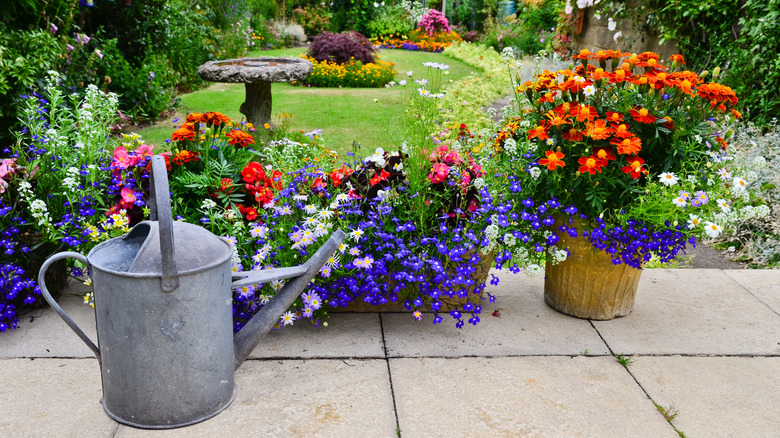 watering can, bright flowers, and birdbath on a concrete patio