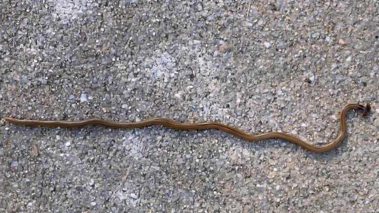 very long, very gross hammerhead worm on concrete