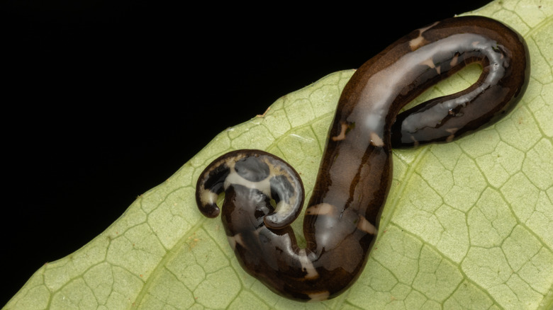 hammerhead worm on a leaf