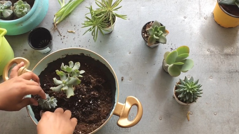 Woman tucking succulents into deep frying pan