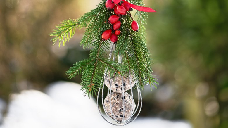 Whisk used as suet ball feeder hanging from tree