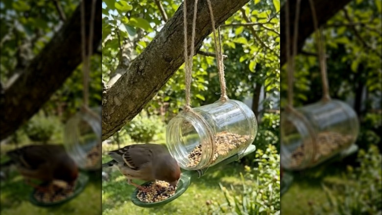 Bird eating from a bird feeder made from a Mason jar