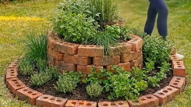 A spiral herb garden made from brick patio pavers