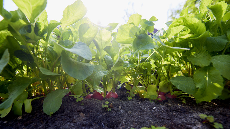 thriving radishes in brown soil