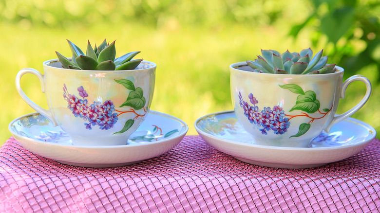 Two teacup succulent planters on saucers outside
