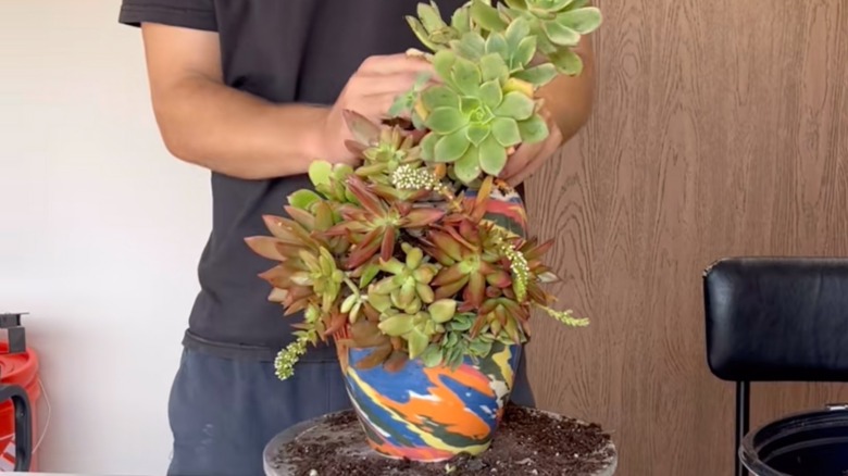 Man placing succulents in vase planter project