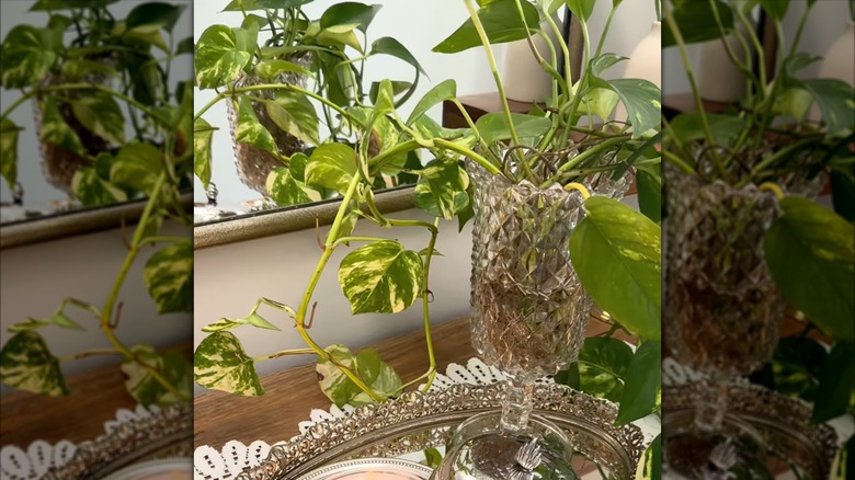 Celery vase used for plant propogation