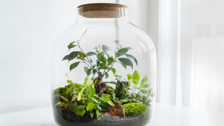Closed terrarium in large glass vase