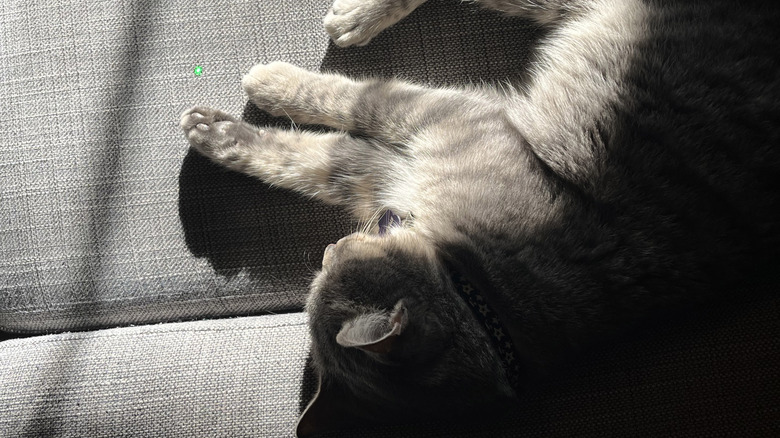 Cat playing with green laser from Olight ArkPro Ultra flashlight