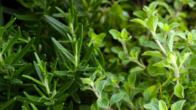 A close up of rosemary and oregano