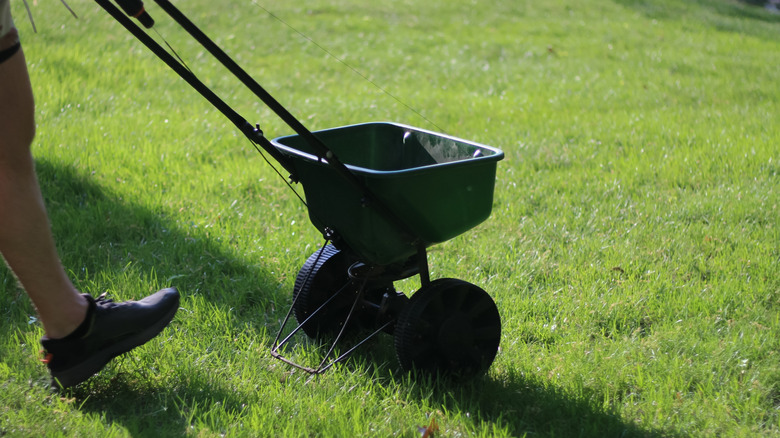 Person pushing broadcast spreader on lawn