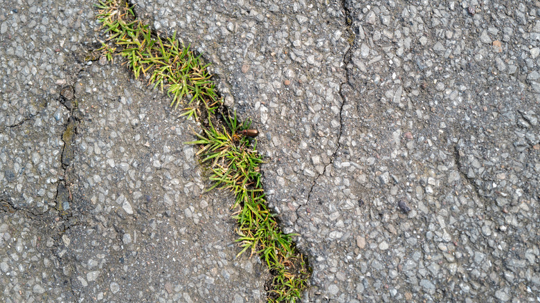 Weeds growing through an asphalt cracks.