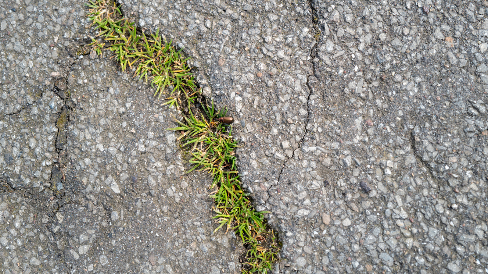 One Simple, Affordable DIY Fix Could Stop Weeds Growing In Cracks For Good