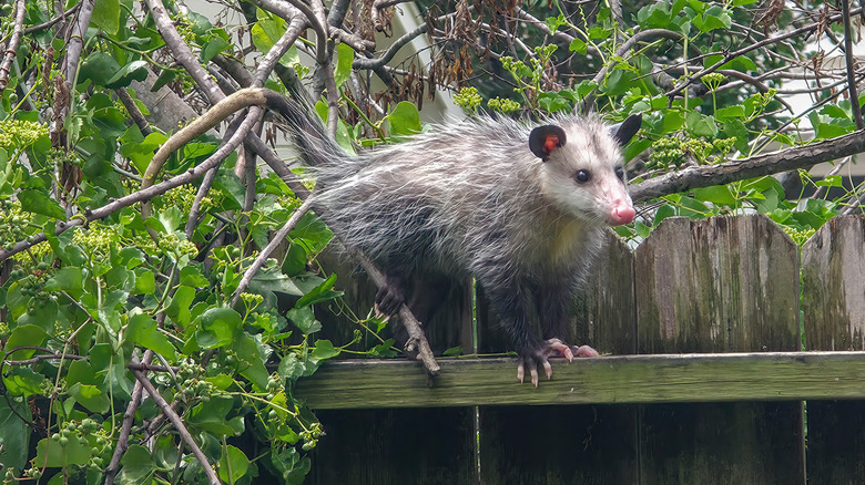 Opossum walking from a tree to a wooden fence in yard.