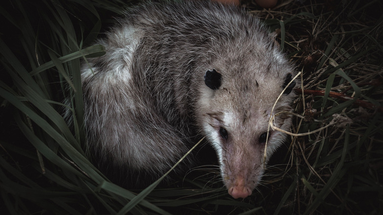 An opossum in a nest constructed with twigs and grasses.