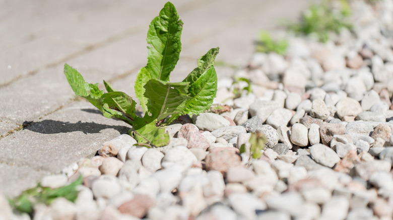 A natural gravel driveway with a weed growing at its edge