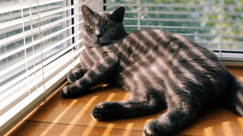 cat lying near window blinds