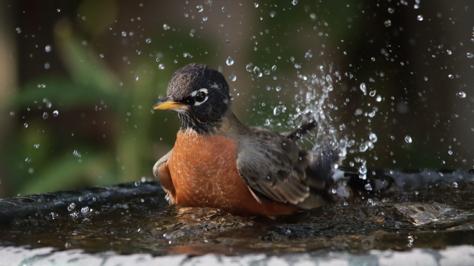 Out With Plastic Birdbaths: Cast Iron Is A Unique, More Durable Alternative