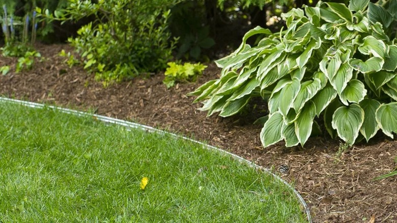 A large hosta is planted in a mulched bed with aluminum landscape edging from Costco