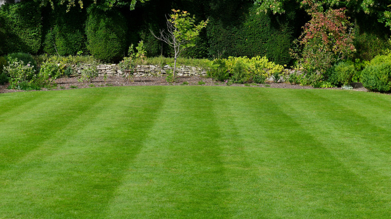 Large empty stretch of grass lawn