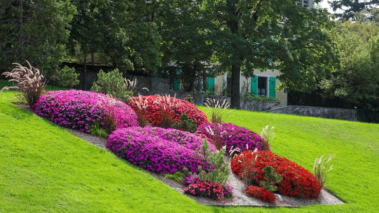 Rectangular garden bed with perfectfly round flower clusters and evenly spaces ornamental grasses