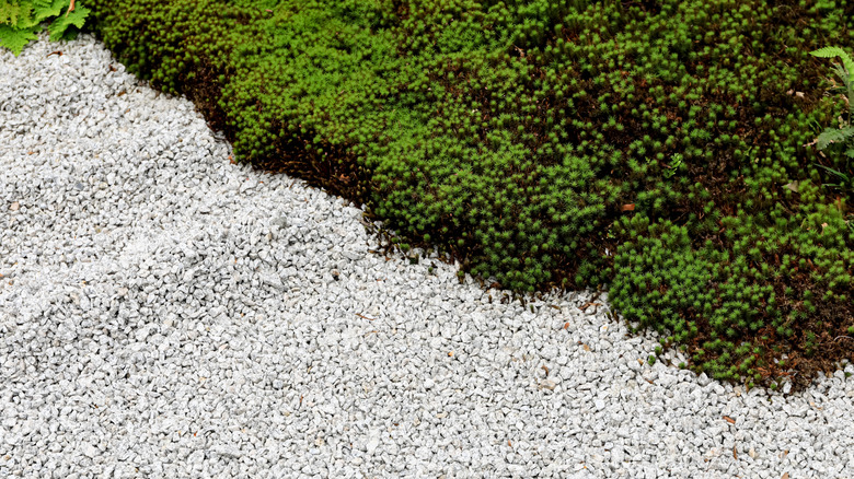 White gravel around plants