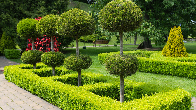 A low hedge wall around spherical trimmed shrubs