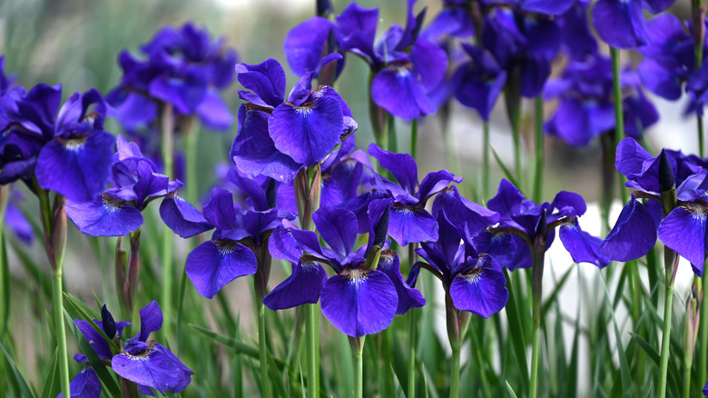 Siberian iris flowers
