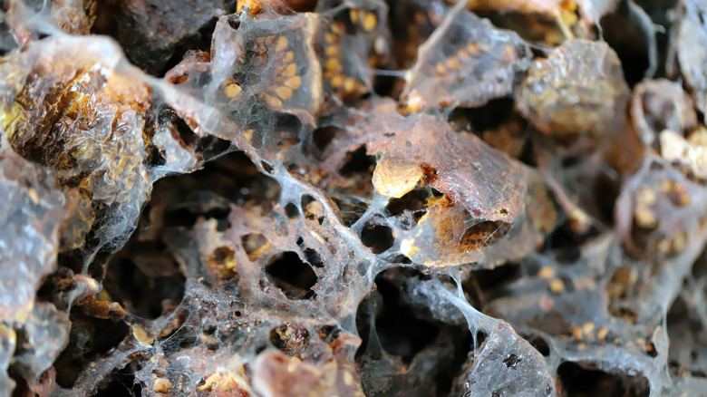 Pantry moth webbing over dried tomatoes