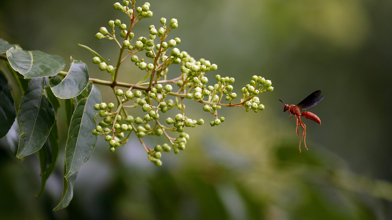 A reddish-brown paper wasp flying near a bush