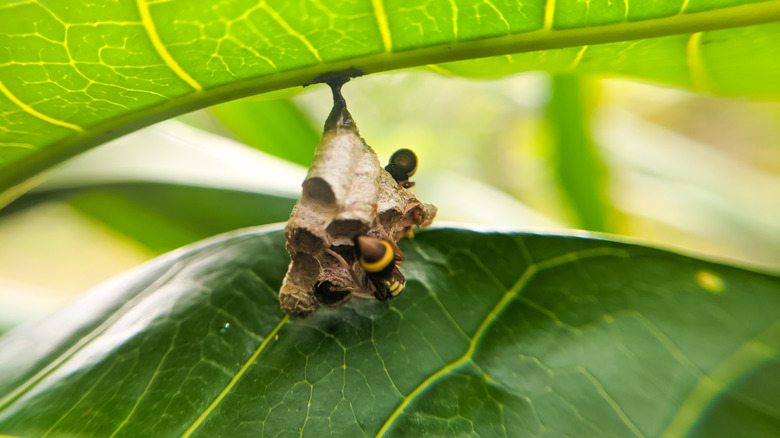 Paper wasps starting to build a nest underneath a green leaf