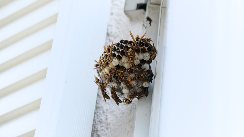 A paper wasp nest on the side of a home