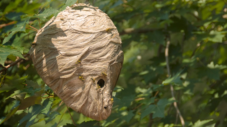 A hornet nest in a tree has a football shape.