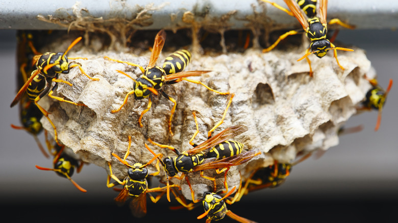 A wasp nest with multiple wasps on it