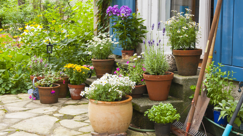 Potted plants on stone patio