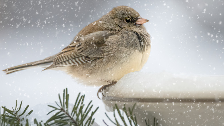 A small round bird perched on a birdbath in the snow