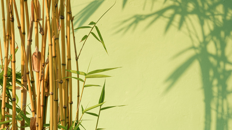 A clump of golden bamboo casts a shadow on a bright green wall.