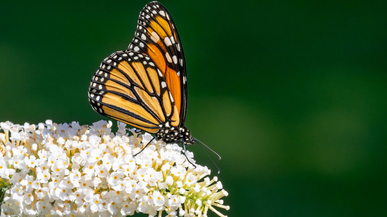 A monarch butterfly sips from a cluster of white butterfly bush blooms.
