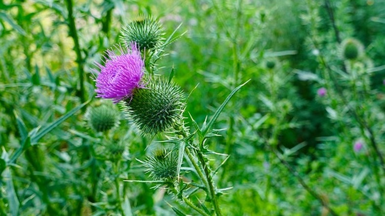 Canada thistle in bloom, showing off a bright purple flower bud on a prickly stem.
